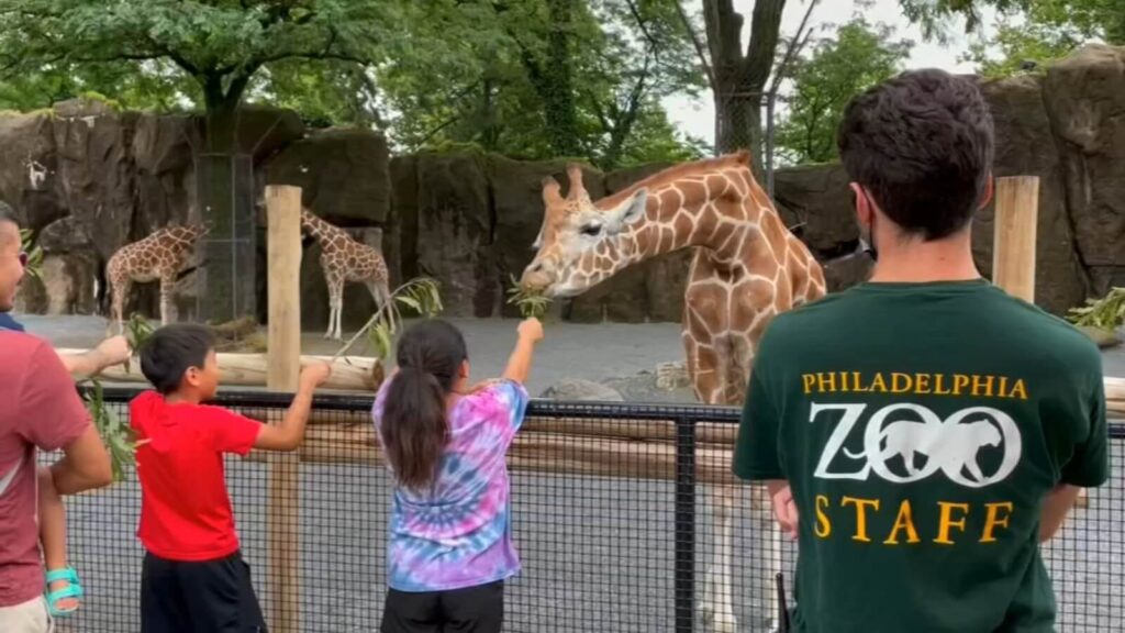 Giraffe